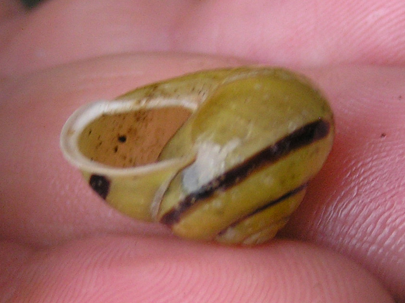 Cepaea hortensis  (O. F. Mller, 1774)