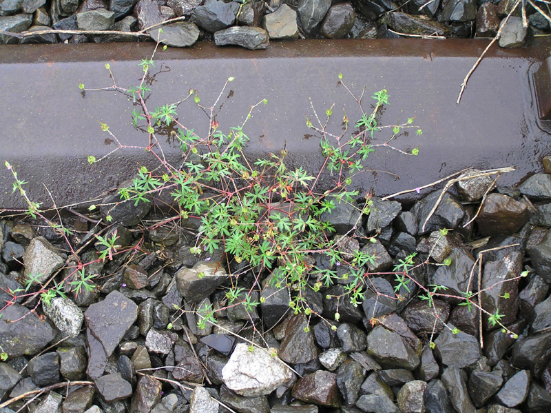 ID: Geranium repens?