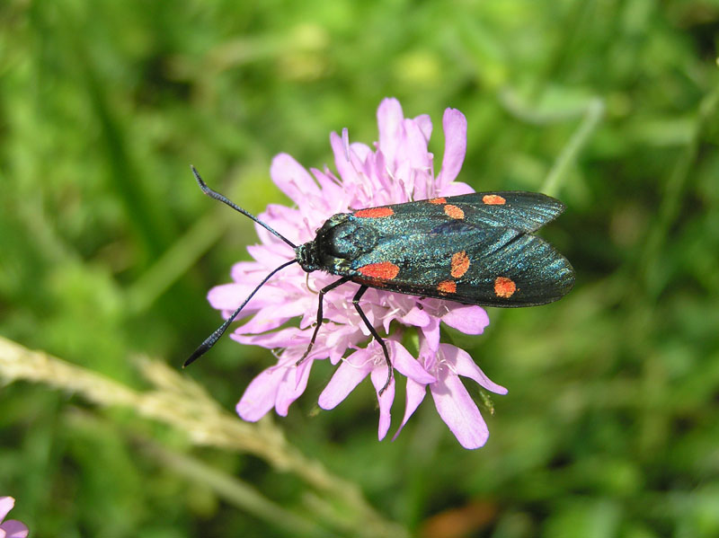 Zygaenidae della Garfagnana/Apuane/Lunigiana