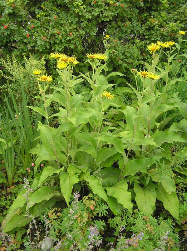 Inula helenium Linnaeus