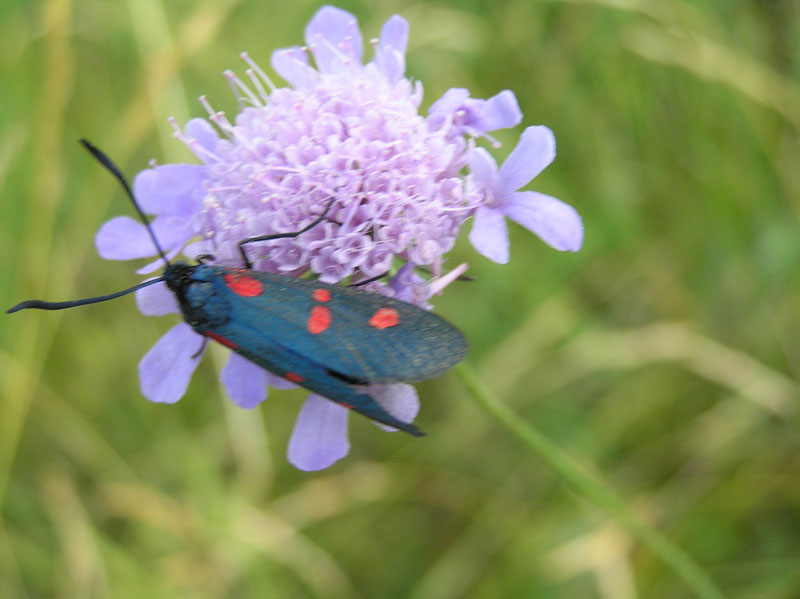 Zygaenidae della Garfagnana/Apuane/Lunigiana