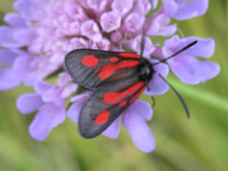 Zygaenidae della Garfagnana/Apuane/Lunigiana