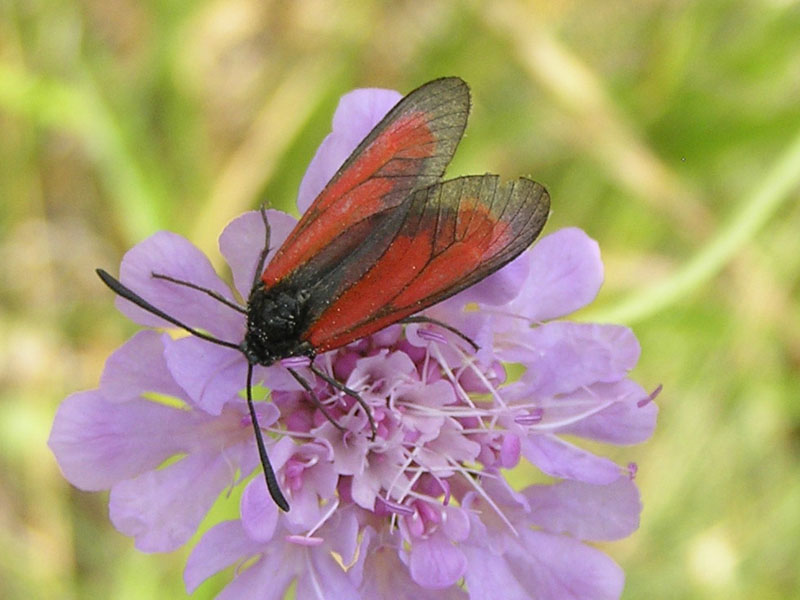 Zygaenidae della Garfagnana/Apuane/Lunigiana