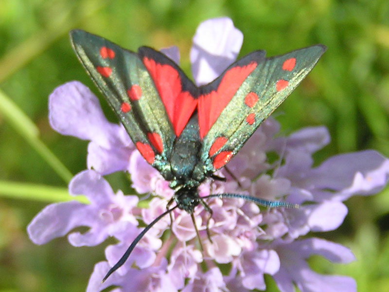 Zygaenidae della Garfagnana/Apuane/Lunigiana