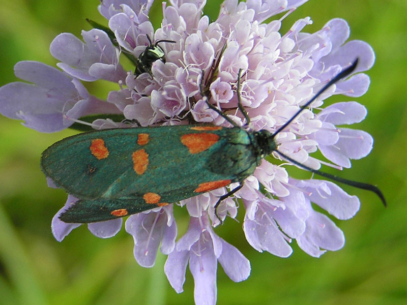 Zygaenidae della Garfagnana/Apuane/Lunigiana