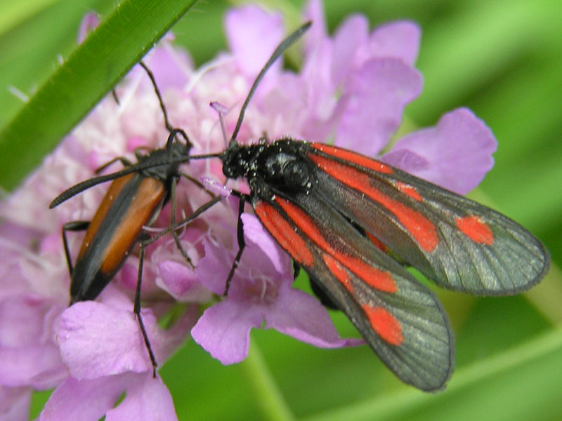 Zygaenidae della Garfagnana/Apuane/Lunigiana