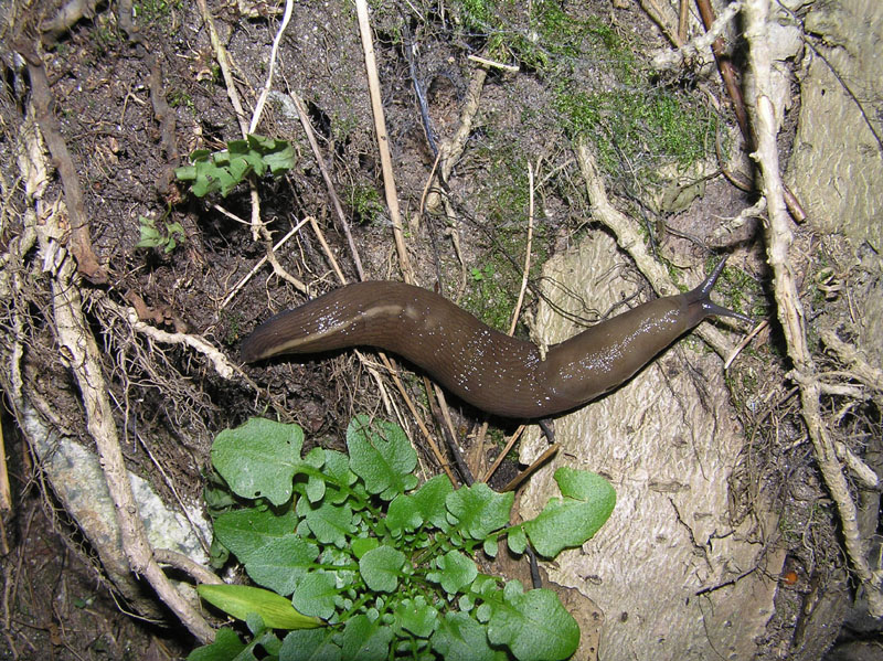 Limacidae (L. alpinus) della Val Sesia (VC)