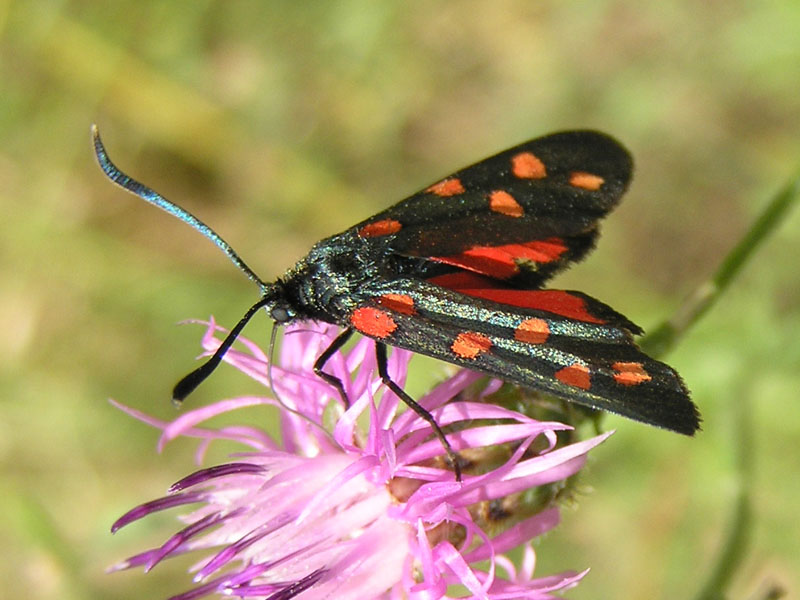 Zygaenidae della Garfagnana/Apuane/Lunigiana