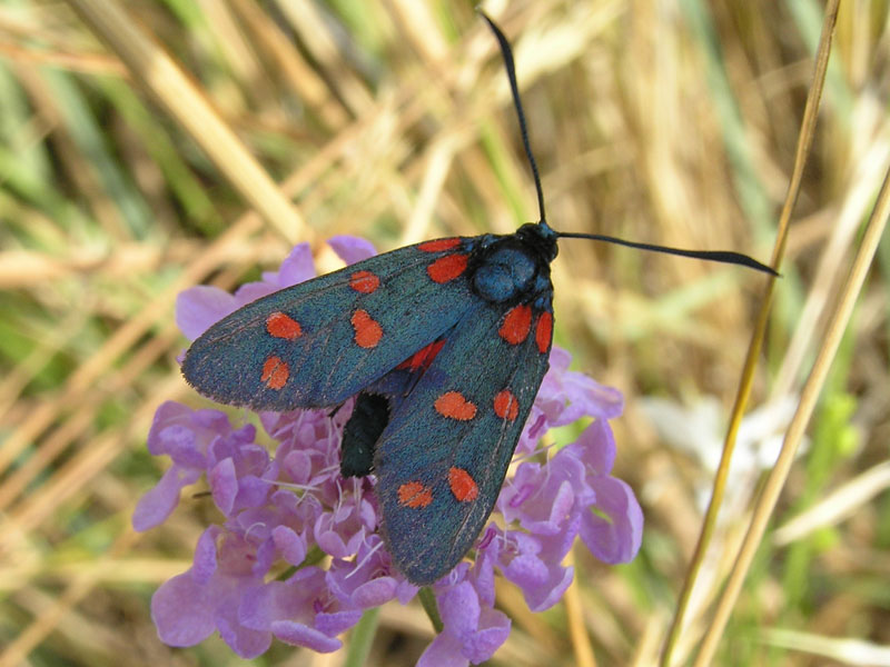 Zygaenidae della Garfagnana/Apuane/Lunigiana