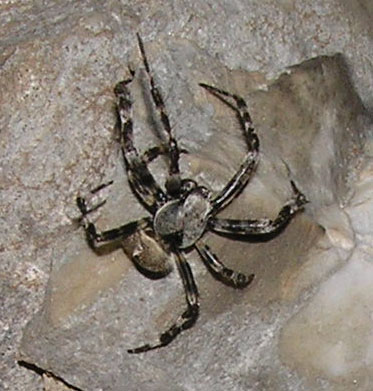 Ragno delle Apuane