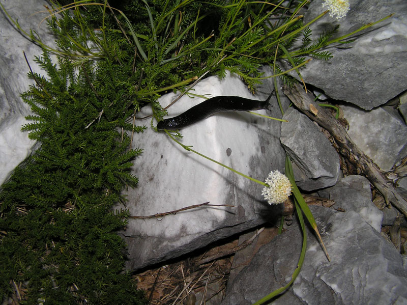 Dalle Apuane - Limax n. sp. 3 sensu Manganelli et al 1995