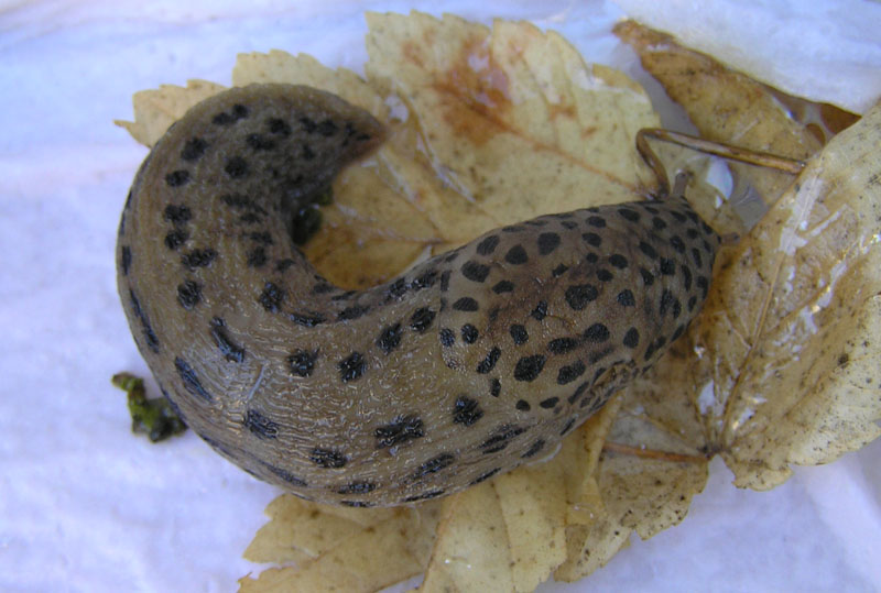 Limax subalpinus e L. monregalensis ? dal Piemonte