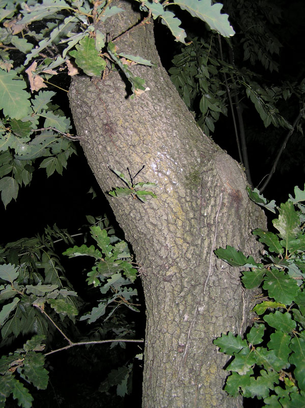 Limax subalpinus  Lessona 1880 dal Monte Musine (TO)