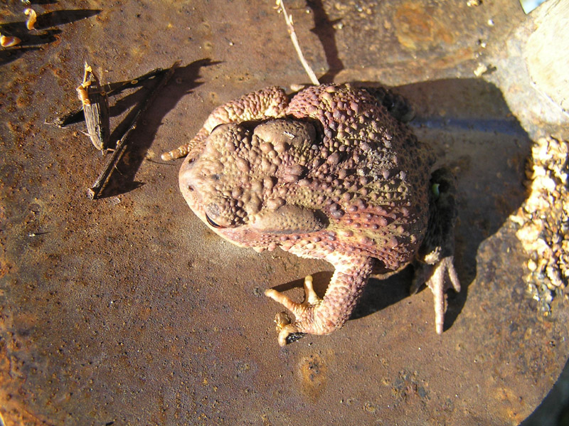 Bufo bufo (Linnaeus 1758) da Durbach/Germania