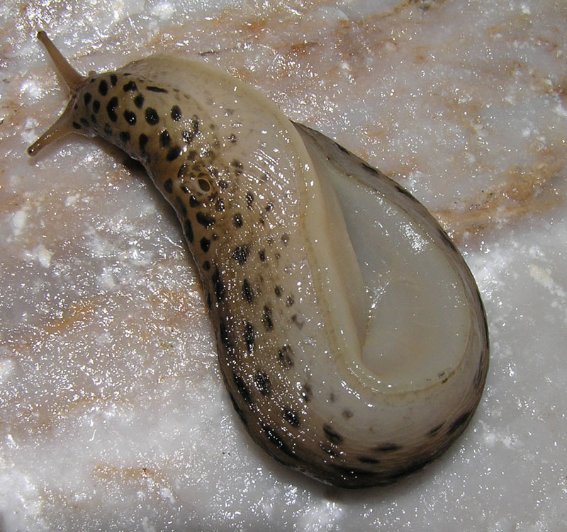 Limax subalpinus e L. monregalensis ? dal Piemonte