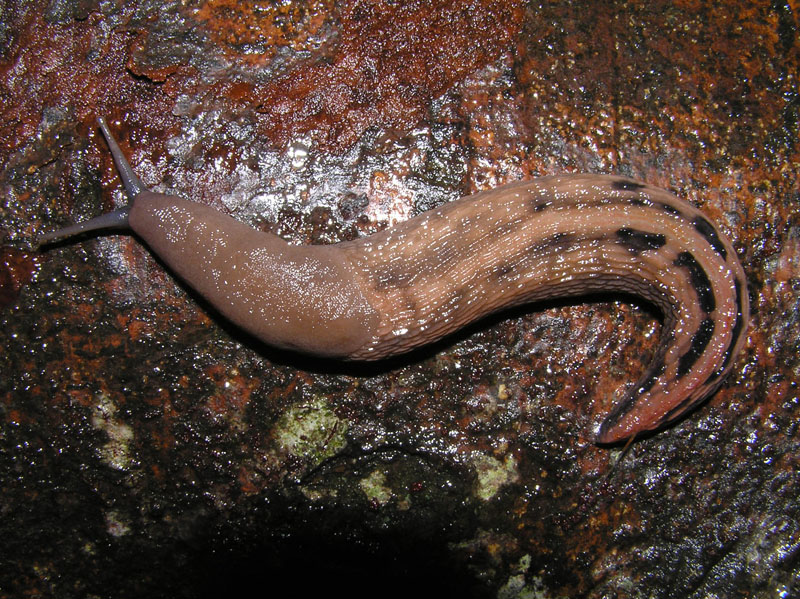 Limax aldrovandi Moquin-Tandon 1855 vic. Parco Orechiella (LU)