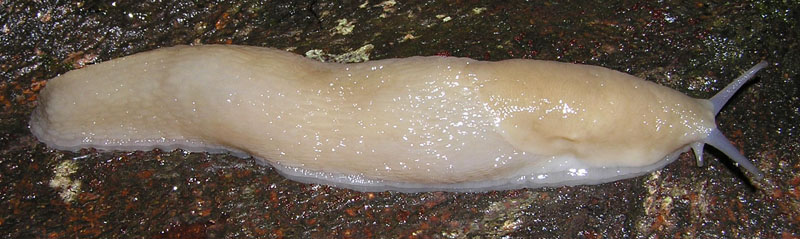 Limax subalpinus e L. monregalensis ? dal Piemonte