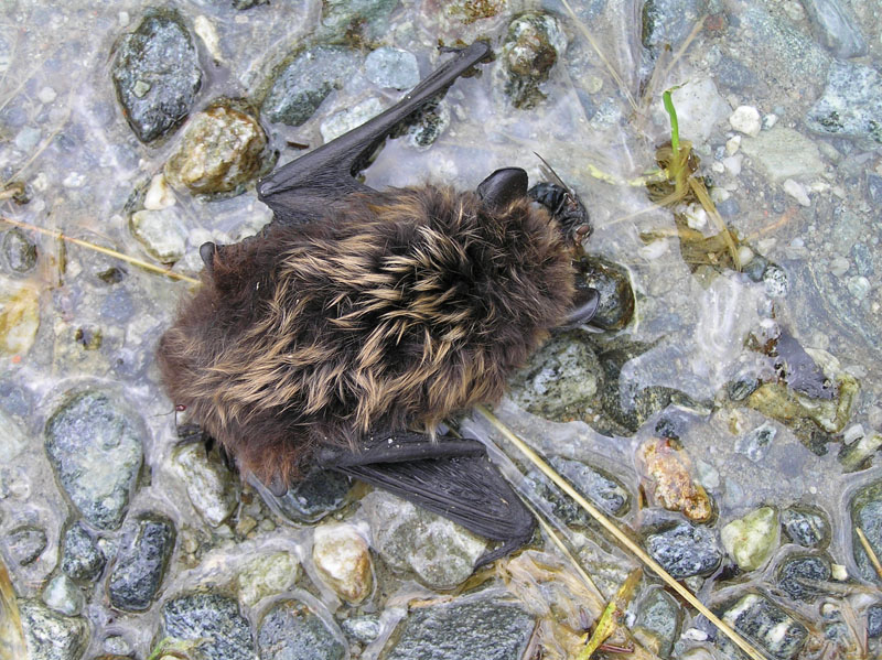 Pipistrello dall''Austria: Eptesicus nilssoni
