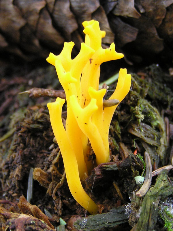 Micro-funghi dalle Alpi da Vorarlberg (Austria)