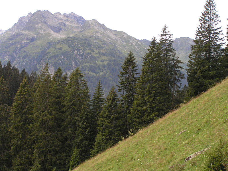 Micro-funghi dalle Alpi da Vorarlberg (Austria)