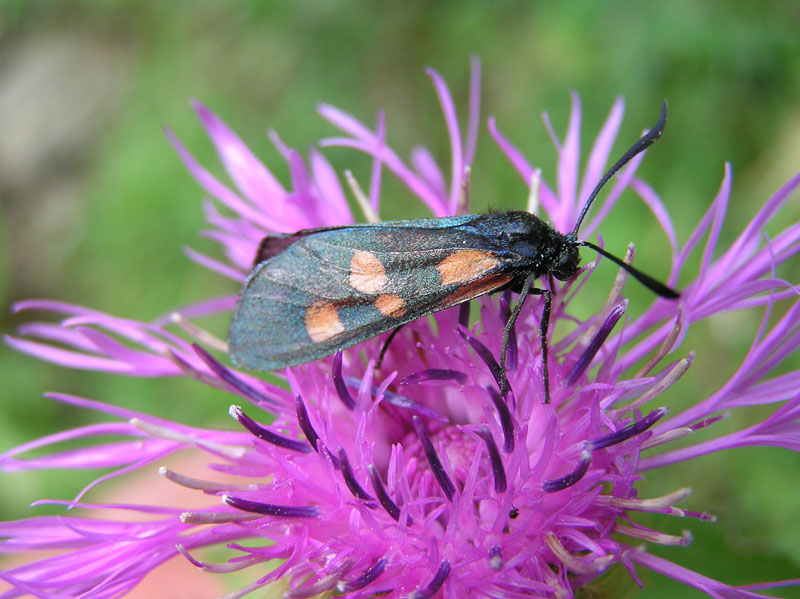 Zygaena lonicerae Scheven 1777 da Austria (Vorarlberg)