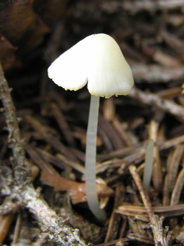 Micro-funghi dalle Alpi da Vorarlberg (Austria)