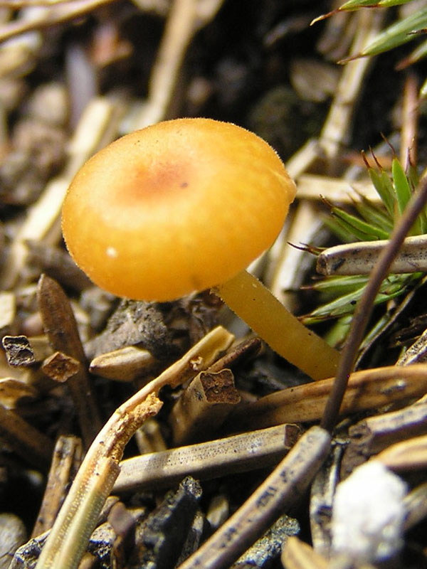Micro-funghi dalle Alpi da Vorarlberg (Austria)