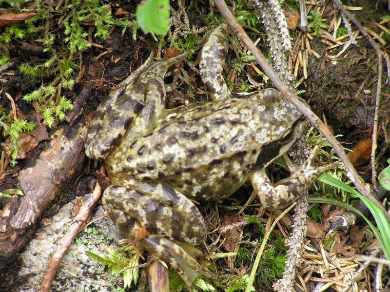 Rana temporaria dalle Alpi da Vorarlberg