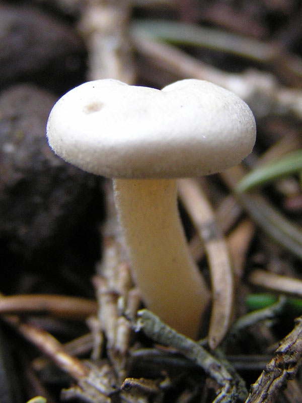Micro-funghi dalle Alpi da Vorarlberg (Austria)