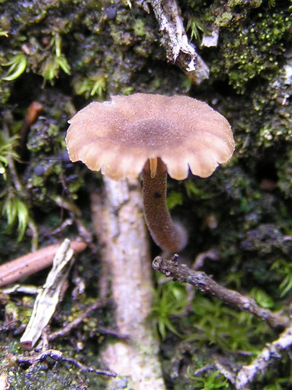 Micro-funghi dalle Alpi da Vorarlberg (Austria)