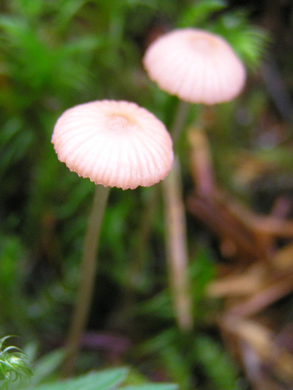 Micro-funghi dalle Alpi da Vorarlberg (Austria)