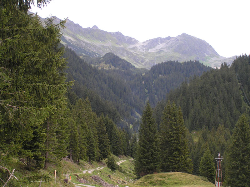Micro-funghi dalle Alpi da Vorarlberg (Austria)