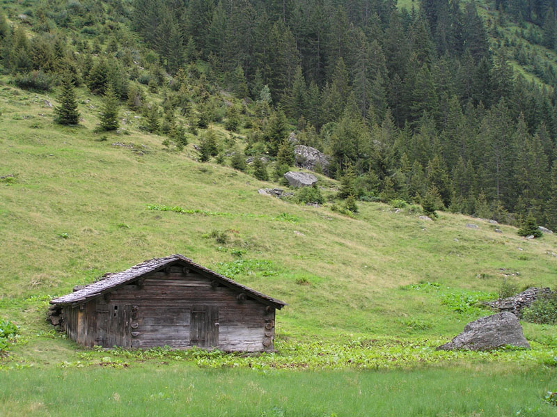 Micro-funghi dalle Alpi da Vorarlberg (Austria)