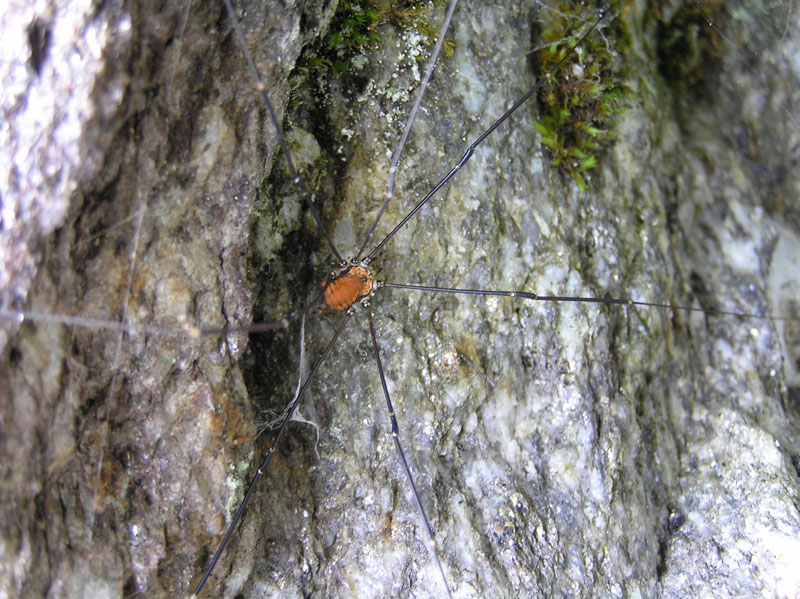 Opiliones da Europa centrale