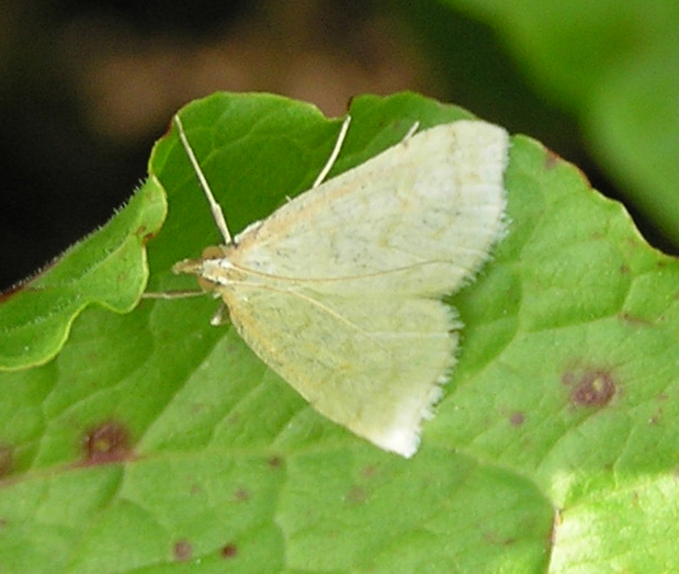 Paratalanta hyalinalis (HBNER 1796) ?