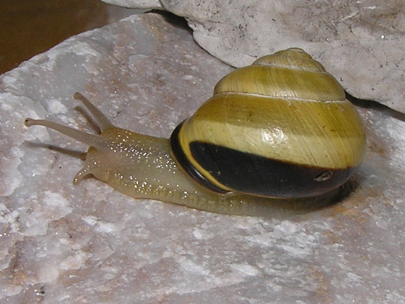 Cepaea nemoralis finir mai di stupirci?