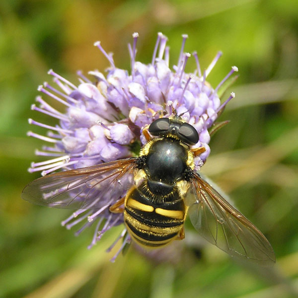 Syrphidae dal nord e sud degli Alpi