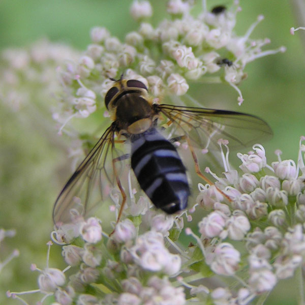 Syrphidae dal nord e sud degli Alpi