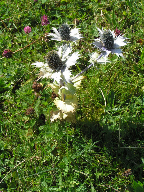 Eryngium alpinum  L.