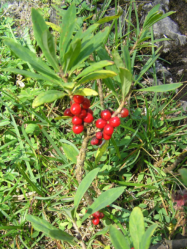 Daphne mezereum / Dafne mezereo