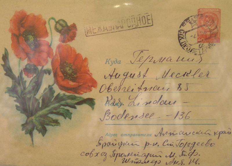 Papaver setigerum