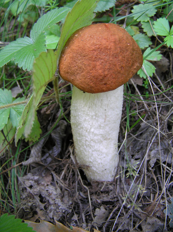 Leccinum pseudoscabrum