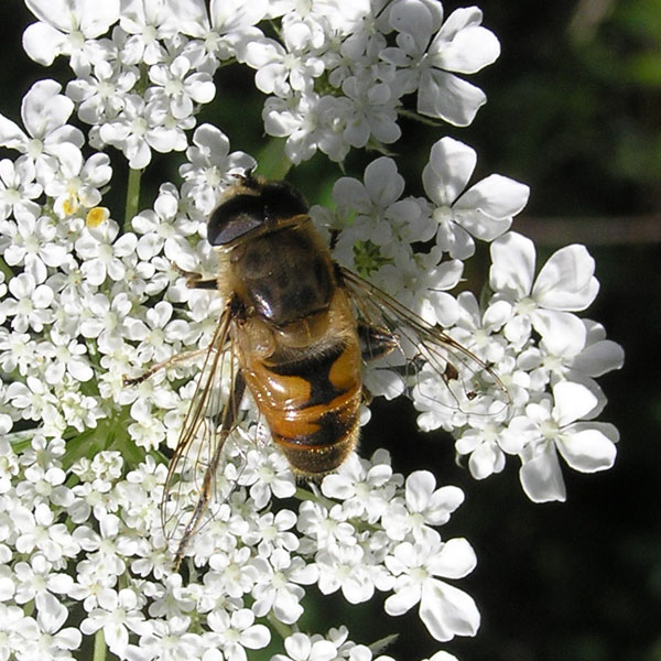 Syrphidae dal nord e sud degli Alpi