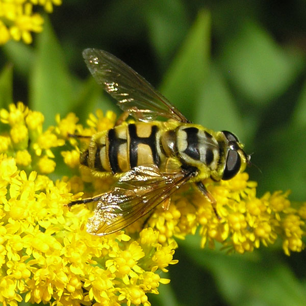 Syrphidae dal nord e sud degli Alpi