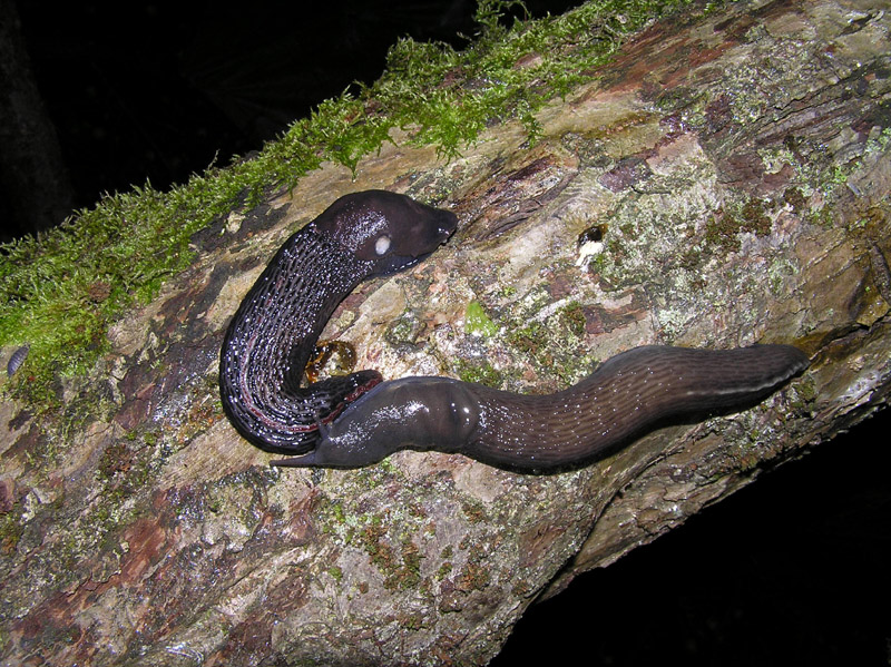 Limax doriae Bourguignat 1861