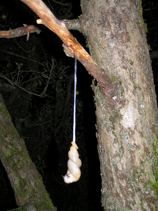 Accoppiamento di Limax cf.alpinus dell''Poschiavo (Svizzera)