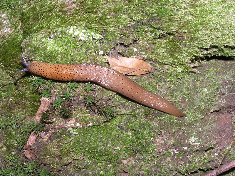 Limax in Italia (10) - Limax millipunctatus PINI