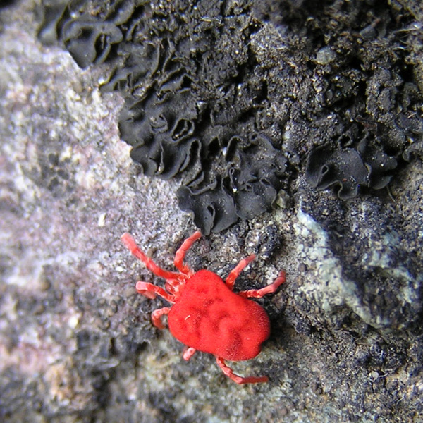 ID: Trombidium (?) dal Castello della pietra