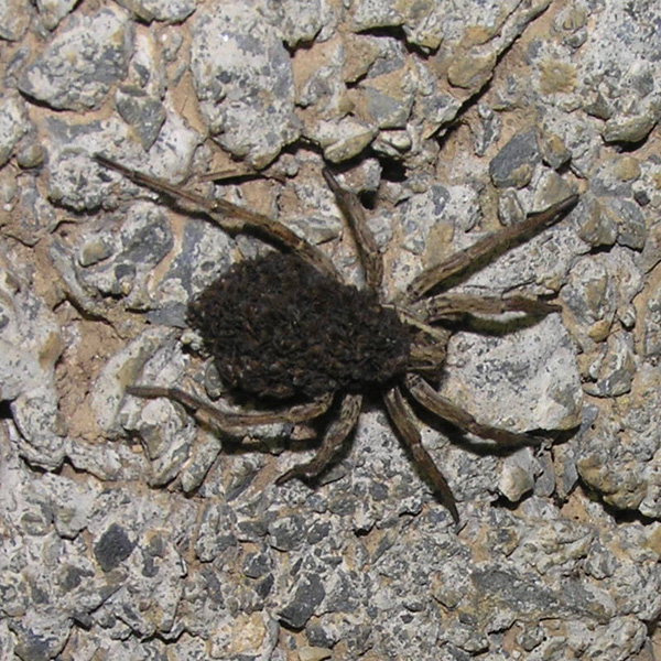 Hogna radiata (Latreille 1817) da Alto (CN)