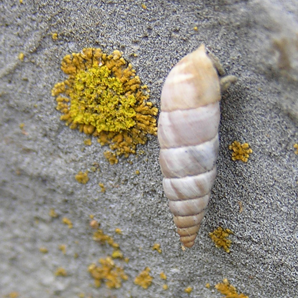 Solatopupa similis (Bruguiere 1792) da Caprauna (CN)